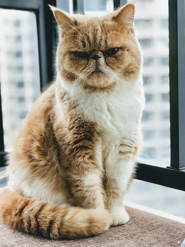 A random cat image