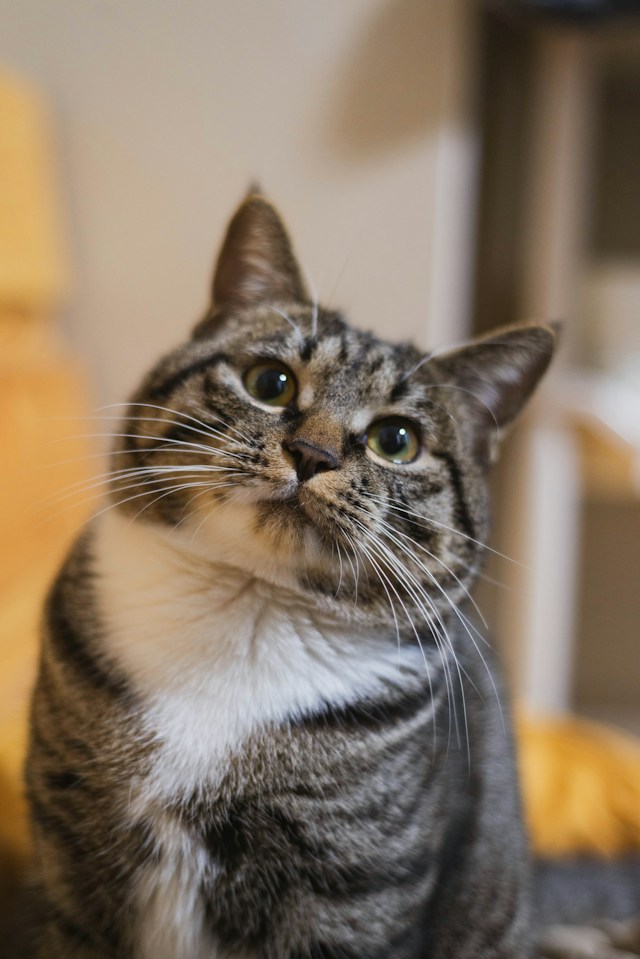A random cat image